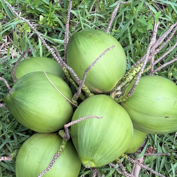 A full bunch of young green coconuts fresh off the tree