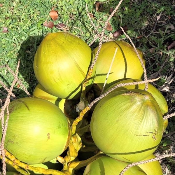 Young coconuts in the Florida sun